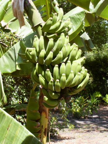 Image of Plant 20 Banana Trees